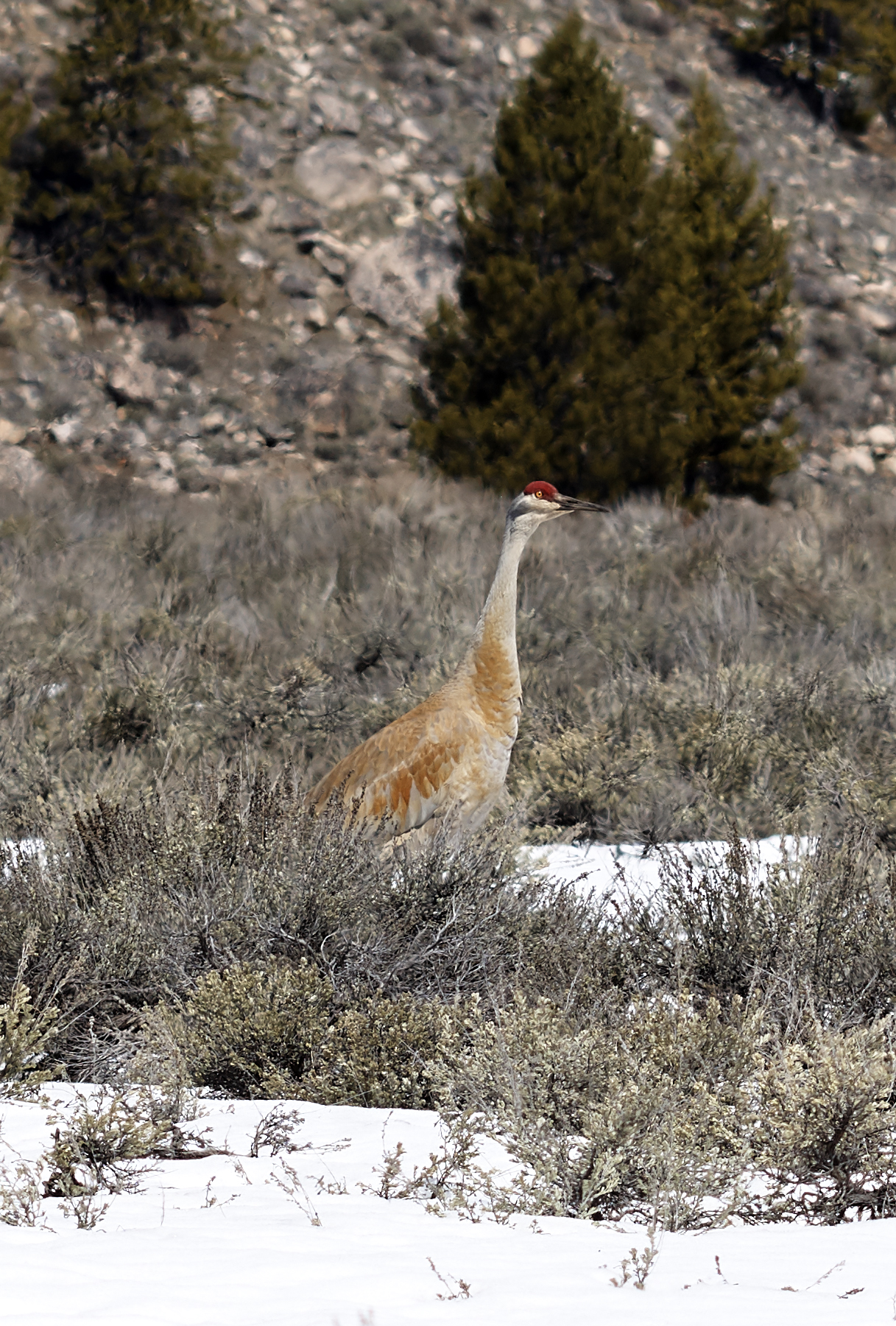 North American Sand Crane in the Sawtooth Mountains Spring 2020
