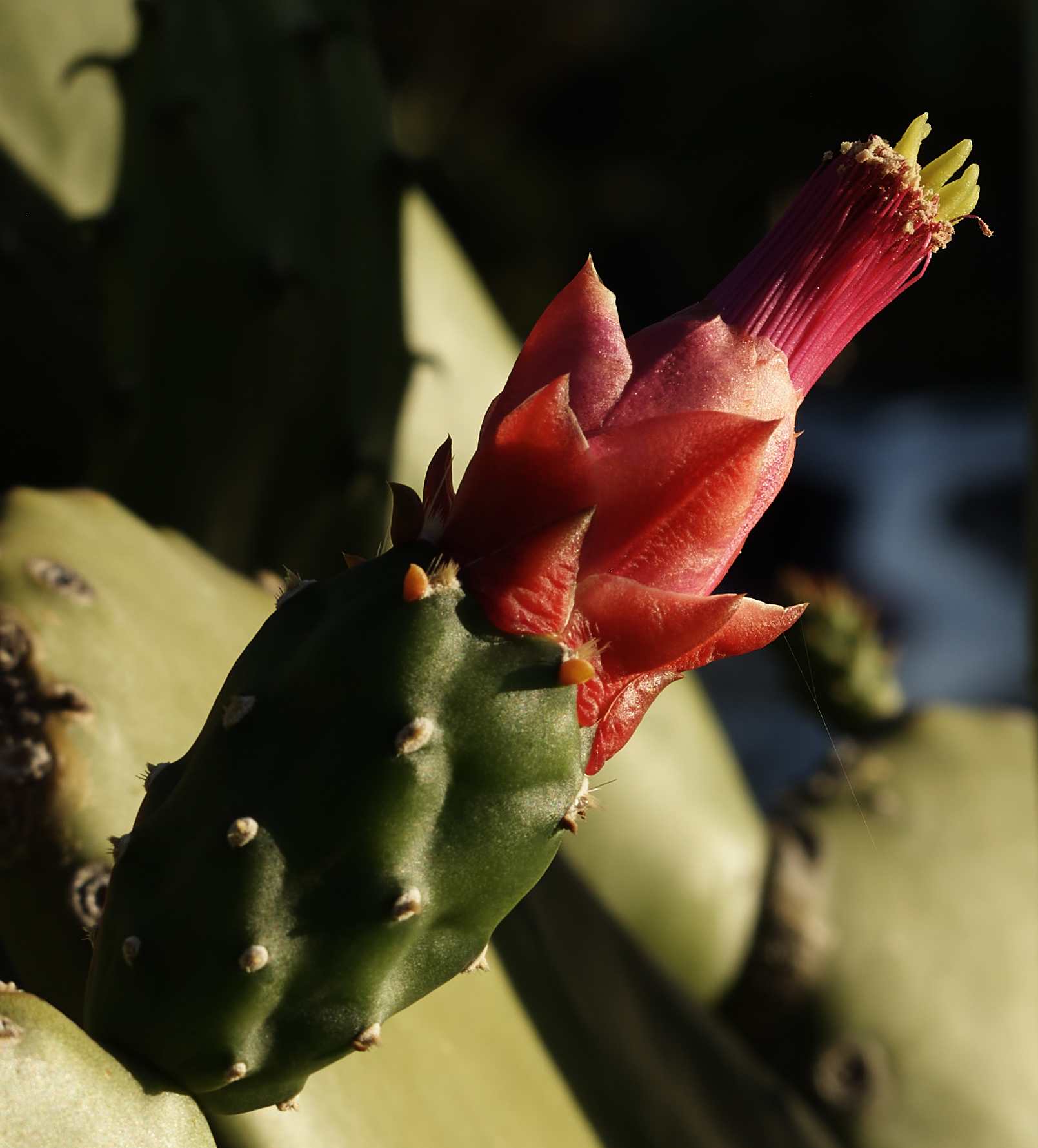 Prickly Pear with IQ - © Jeffrey H. Lubeck & MESH Art LLC - all rights reserved.