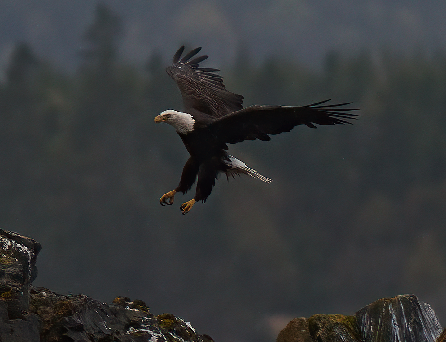 Eagles lands on Fundy