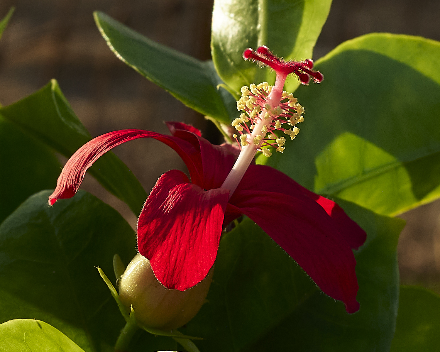 Boxing Day Hibiscus.