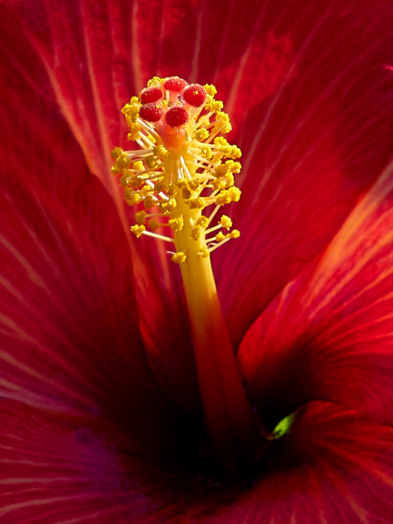 Hibiscus