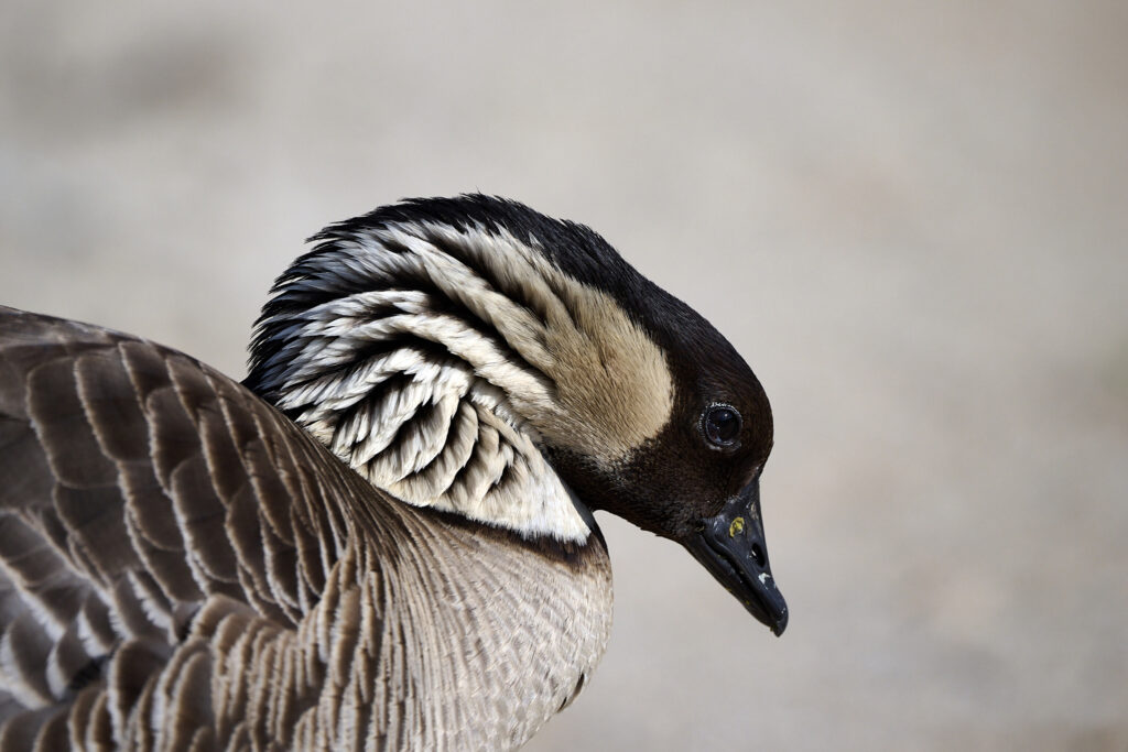 Nene in the Sanctuaries